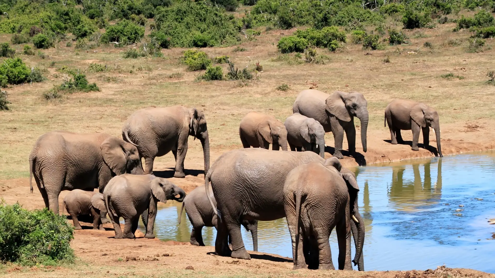 elefantes-africanos