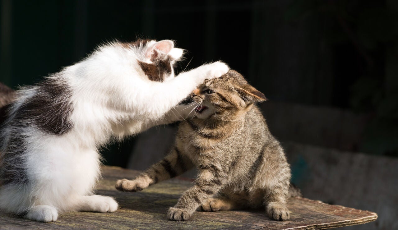 Dos gatos peleando