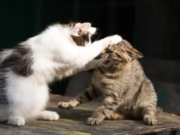 Dos gatos peleando Dos gatos peleando