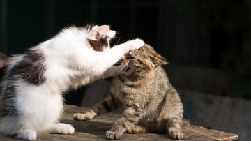 Dos gatos peleando