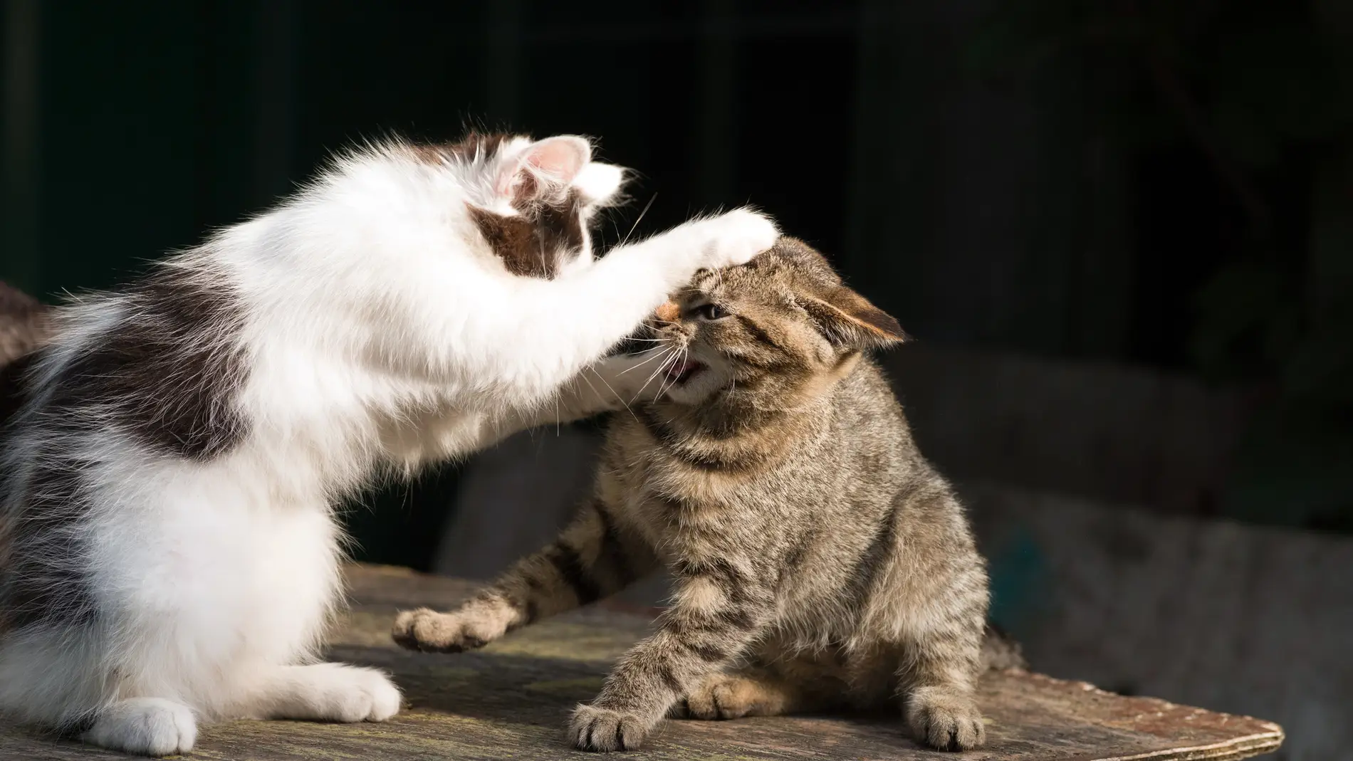 Dos gatos peleando