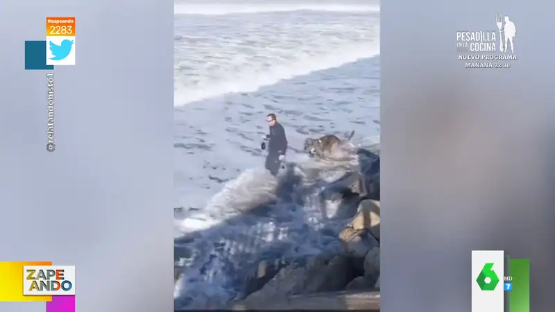 El momento en el que una ola se traga a un perro y a su dueño cuando caminaban por el paseo marítimo 