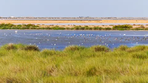 Parque Nacional de Doñana Parque Nacional de Doñana