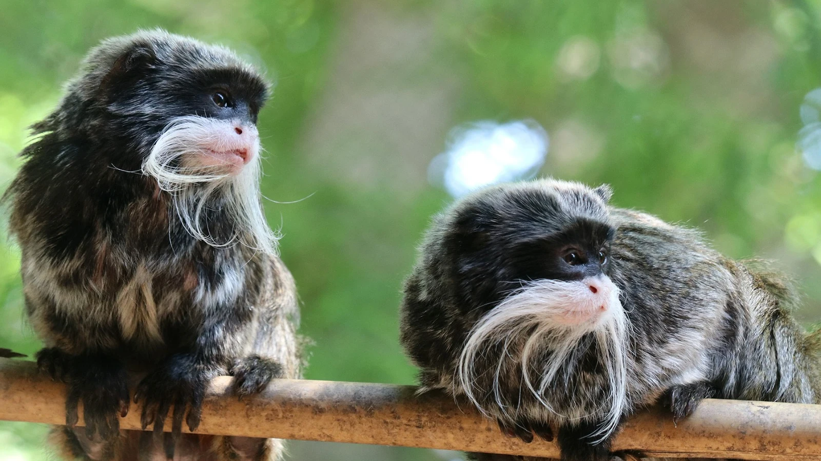 Desaparecen misteriosamente animales del zoo de Dallas