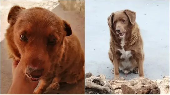 El perro más viejo del mundo se llama Bobi, tiene 30 años y vive en Portugal El perro más viejo del mundo se llama Bobi, tiene 30 años y vive en Portugal