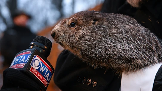 La marmota Phil en 2022 La marmota Phil en 2022
