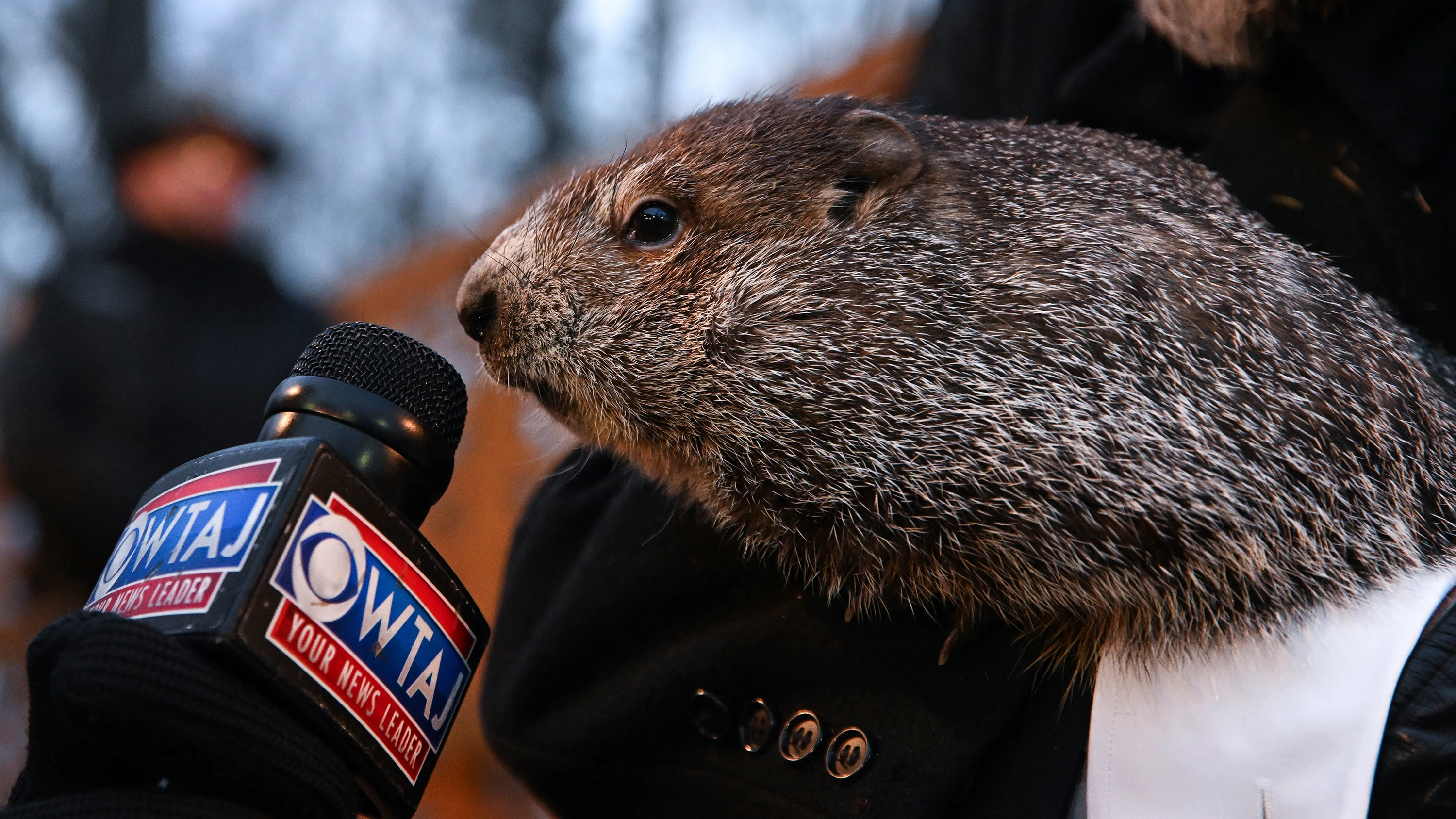 La marmota Phil en 2022