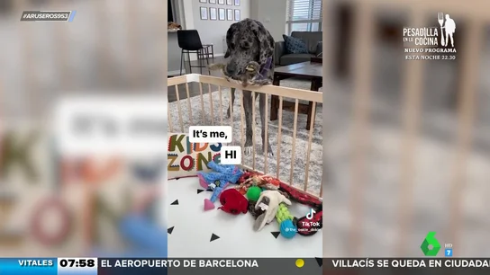 Un perro lleva todos los juguetes que encuentra a un bebé para que no se aburra Un perro lleva todos los juguetes que encuentra a un bebé para que no se aburra