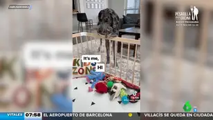 Un perro lleva todos los juguetes que encuentra a un bebé para que no se aburra