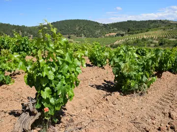 Ruta del Vino de las Piedras: enoturismo en la tierra de Goya Ruta del Vino de las Piedras: enoturismo en la tierra de Goya