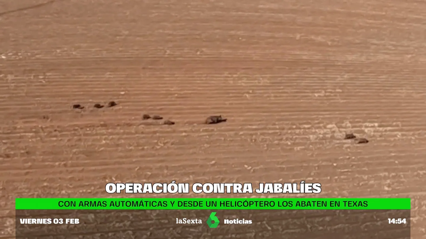 Con armas automáticas y desde un helicóptero: así luchan contra una plaga de jabalíes en Texas Con armas automáticas y desde un helicóptero: así luchan contra una plaga de jabalíes en Texas