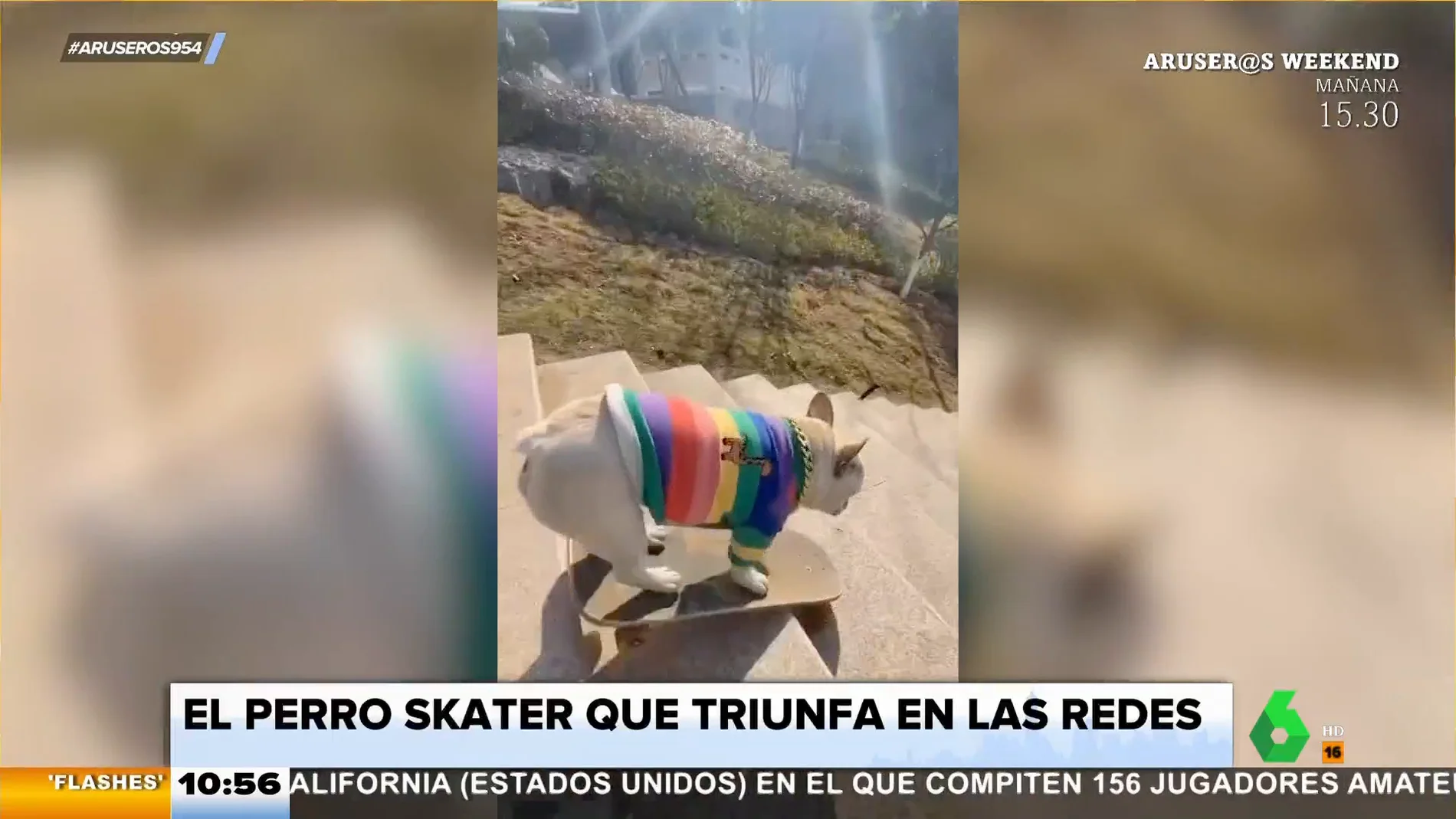 El perro 'skater' que triunfa en las redes sociales por su habilidad con el monopatín