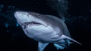 Imagen de archivo de un tiburón toro.