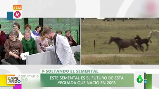 El divertido lapsus de una mujer cuando le preguntan: "¿Cuántos espermatozoides produce un caballo?" El divertido lapsus de una mujer cuando le preguntan: "¿Cuántos espermatozoides produce un caballo?"