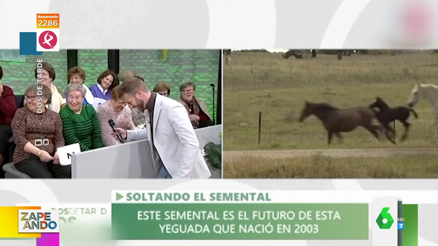El divertido lapsus de una mujer cuando le preguntan: "¿Cuántos espermatozoides produce un caballo?" El divertido lapsus de una mujer cuando le preguntan: "¿Cuántos espermatozoides produce un caballo?"