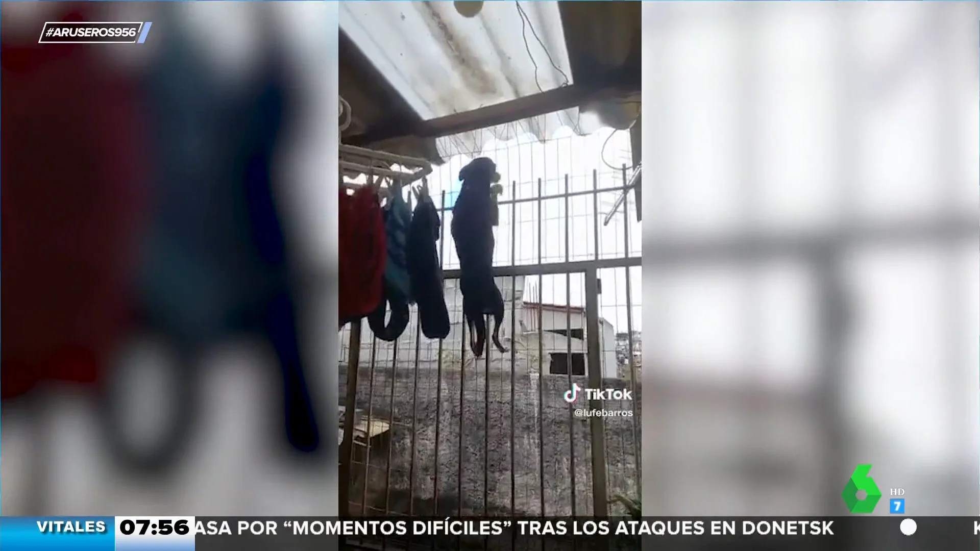 La increíble técnica de este perro para escalar la verja y salir de paseo