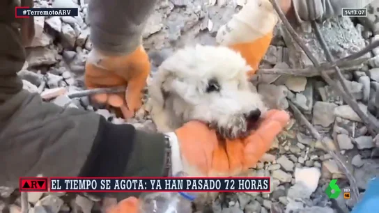 rescate perro rescate perro