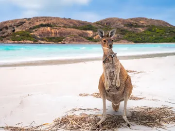 Canguro en Australia Canguro en Australia