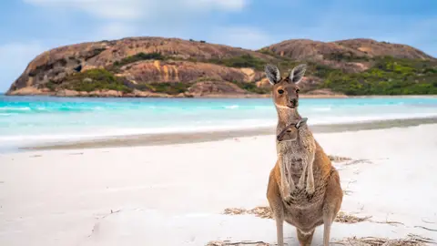 Canguro en Australia Canguro en Australia