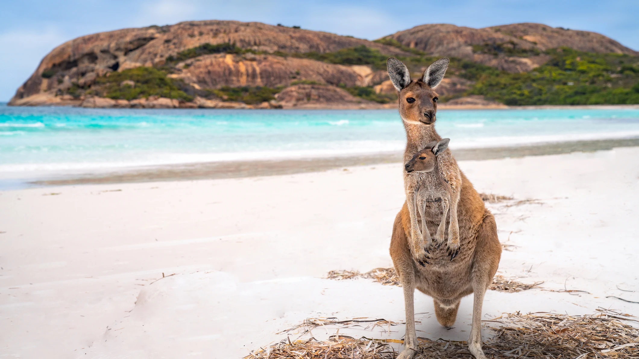 Canguro en Australia