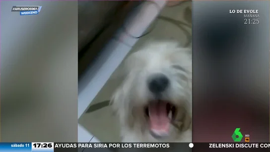 Una mujer compra un sofá de segunda mano y se encuentra con un 'perro polizón' dentro Una mujer compra un sofá de segunda mano y se encuentra con un 'perro polizón' dentro