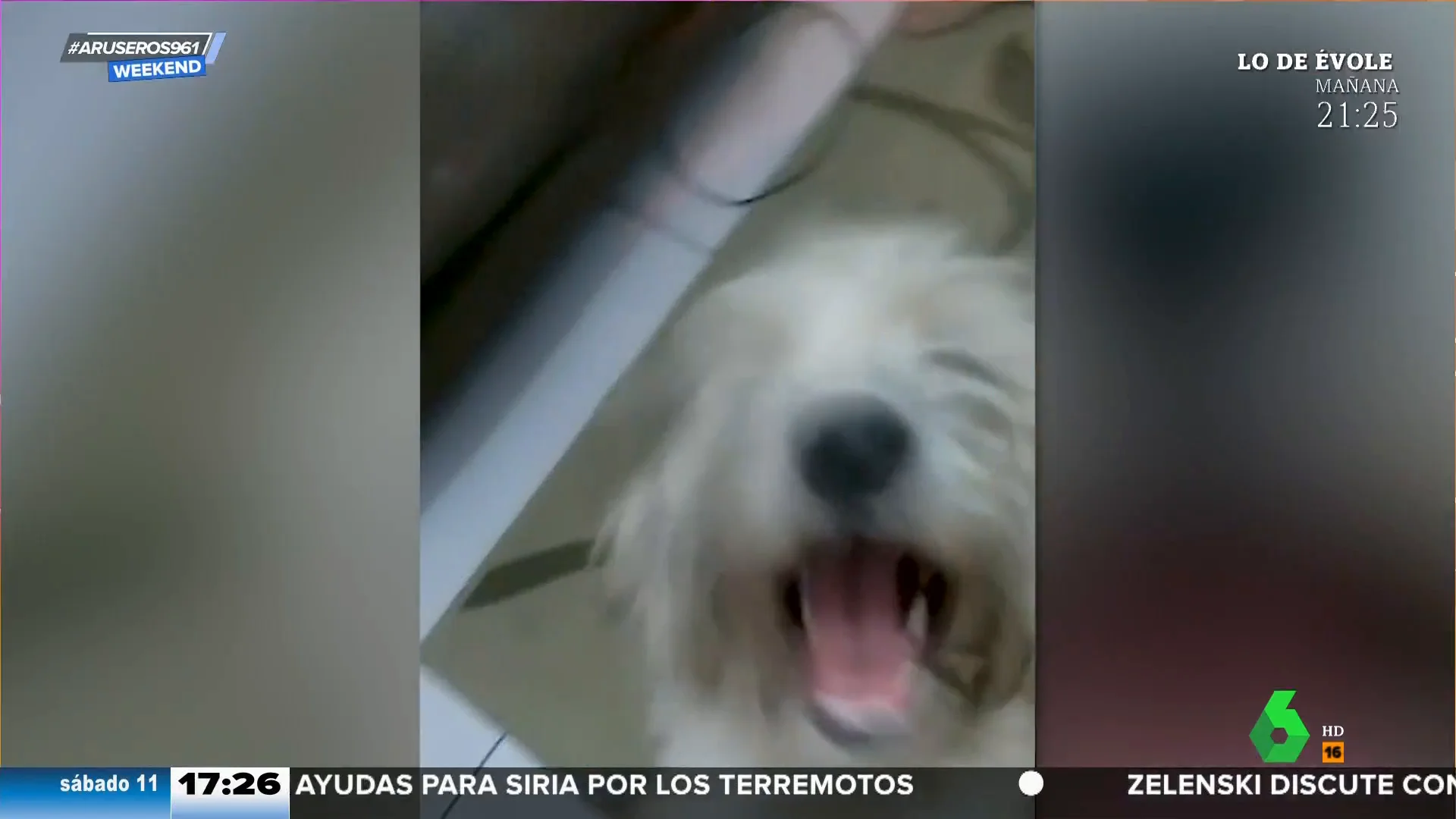 Una mujer compra un sofá de segunda mano y se encuentra con un 'perro polizón' dentro