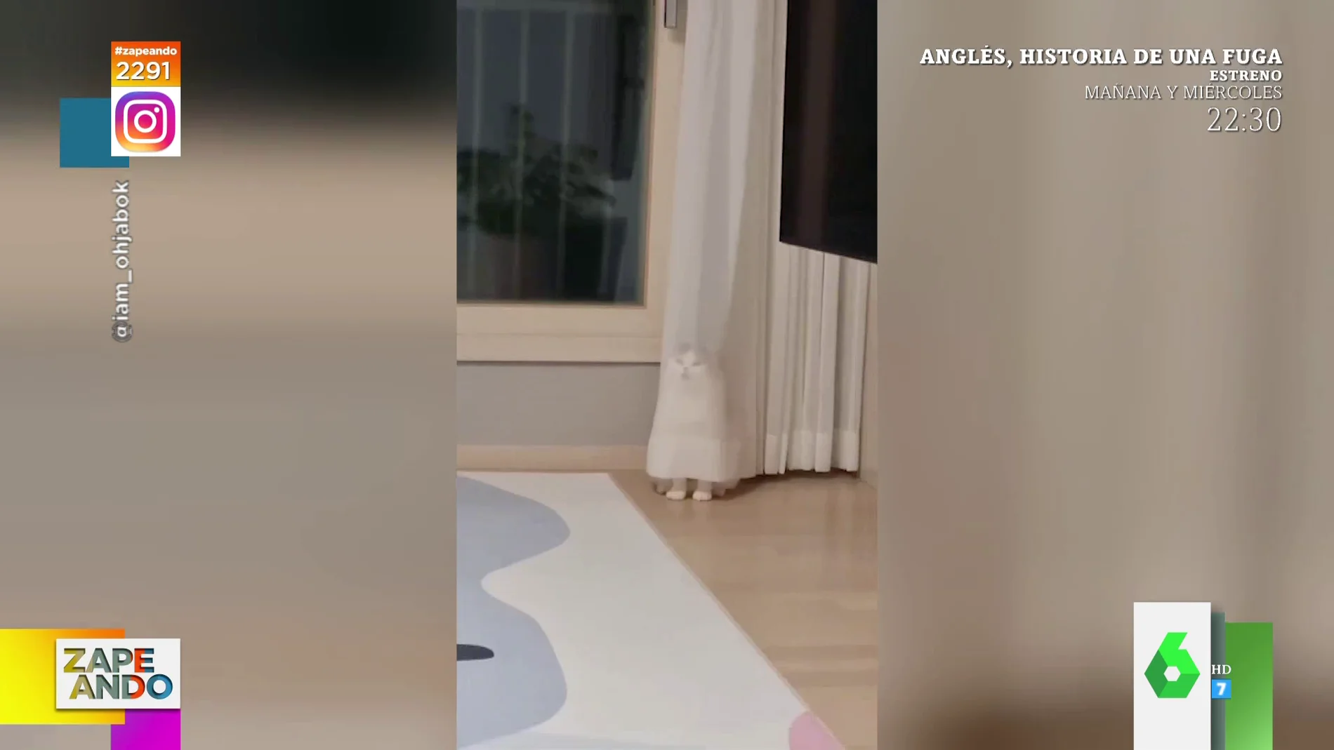 El escondite viral de un gato: se mete detrás de las cortinas transparentes y cree que no le ven