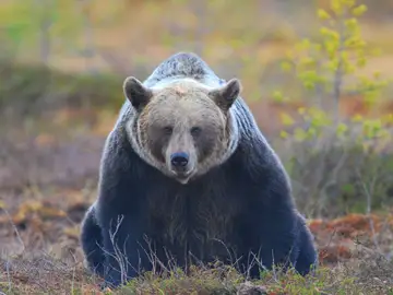 oso-pardo oso-pardo