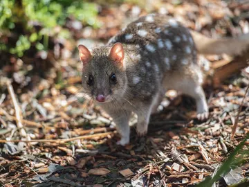 Quoll Quoll