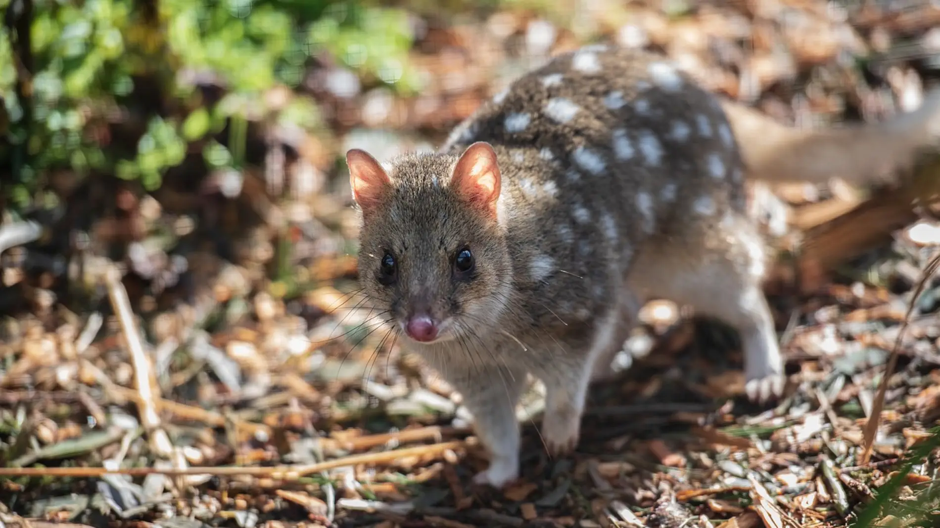 Quoll