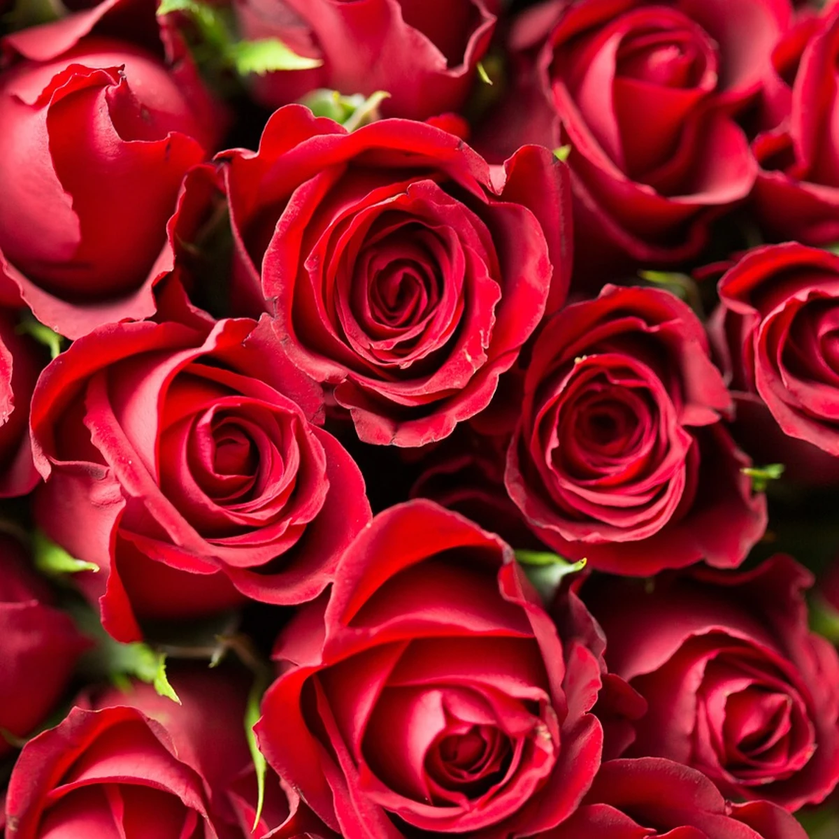 Cómo cuidar tu ramo de rosas de San y conservarlo mayor tiempo posible