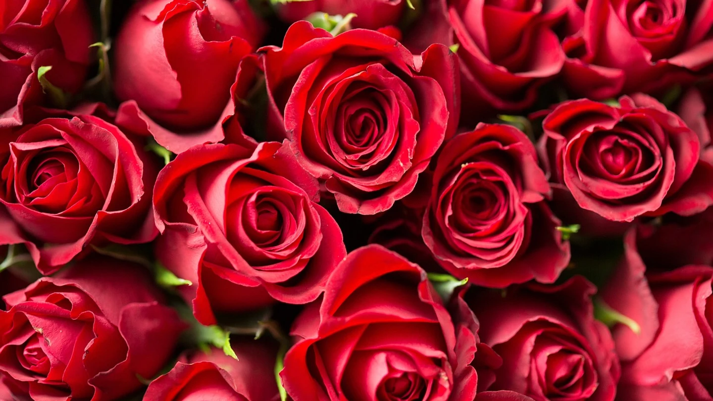 Cómo cuidar tu ramo de rosas de San Valentín y conservarlo el mayor tiempo posible Cómo cuidar tu ramo de rosas de San Valentín y conservarlo el mayor tiempo posible