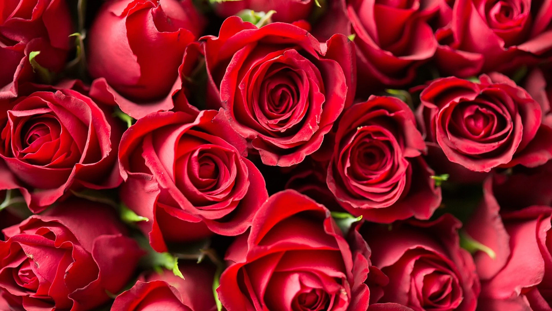 Cómo cuidar tu ramo de rosas de San Valentín y conservarlo el mayor tiempo posible