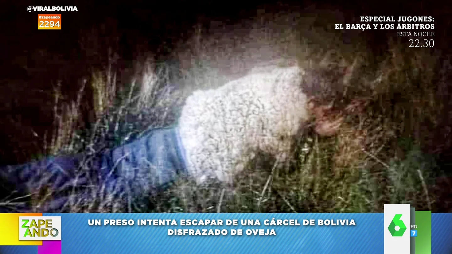 Un preso intenta fugarse de la cárcel disfrazándose de oveja Un preso intenta fugarse de la cárcel disfrazándose de oveja