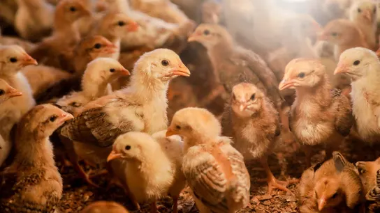 En las granjas de pollos (como esta en Sumatra, Indonesia) se trata de impedir que llegue la gripe aviar En las granjas de pollos (como esta en Sumatra, Indonesia) se trata de impedir que llegue la gripe aviar