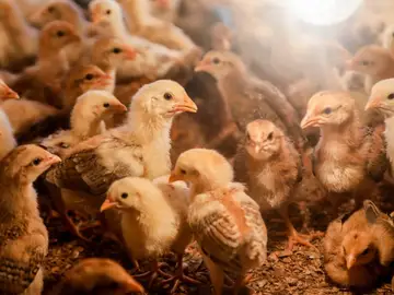 En las granjas de pollos (como esta en Sumatra, Indonesia) se trata de impedir que llegue la gripe aviar En las granjas de pollos (como esta en Sumatra, Indonesia) se trata de impedir que llegue la gripe aviar