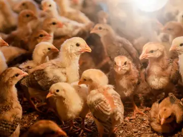 En las granjas de pollos (como esta en Sumatra, Indonesia) se trata de impedir que llegue la gripe aviar En las granjas de pollos (como esta en Sumatra, Indonesia) se trata de impedir que llegue la gripe aviar