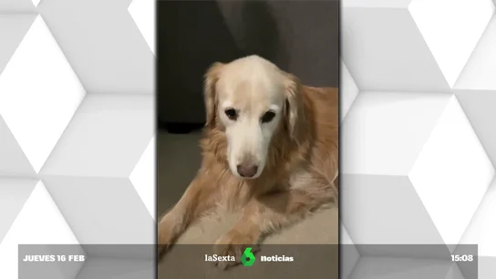 perros fumados marihuana perros fumados marihuana