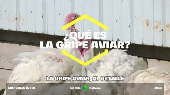 La gripe aviar, al detalle: ¿qué es y por qué resulta preocupante? ¿Hay riesgo para humanos? La gripe aviar, al detalle: ¿qué es y por qué resulta preocupante? ¿Hay riesgo para humanos?