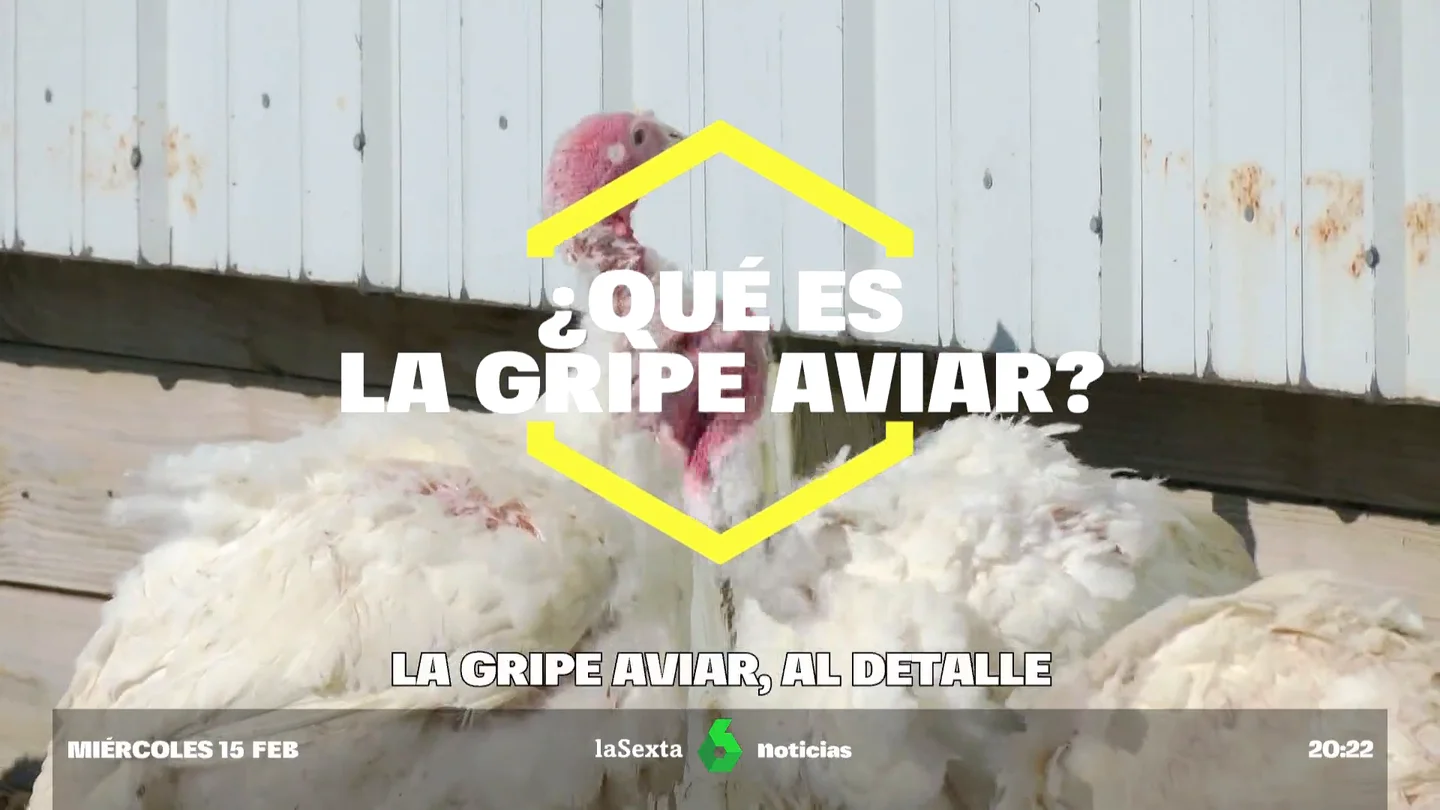 La gripe aviar, al detalle: ¿qué es y por qué resulta preocupante? ¿Hay riesgo para humanos? La gripe aviar, al detalle: ¿qué es y por qué resulta preocupante? ¿Hay riesgo para humanos?