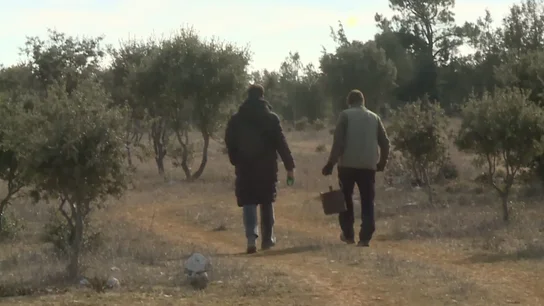 Así trabaja un trufero Así trabaja un trufero