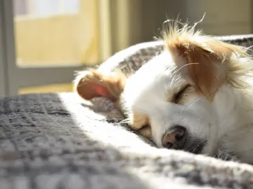 Perro durmiendo Perro durmiendo