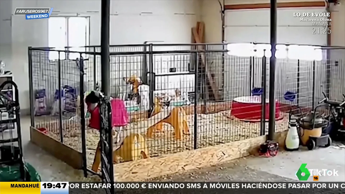 La cabra 'escapista' que ha dejado alucinados a todos los que han visto su increíble hazaña La cabra 'escapista' que ha dejado alucinados a todos los que han visto su increíble hazaña