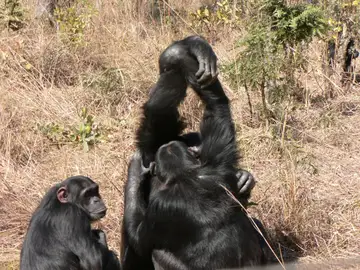 chimpances-acicalamiento chimpances-acicalamiento