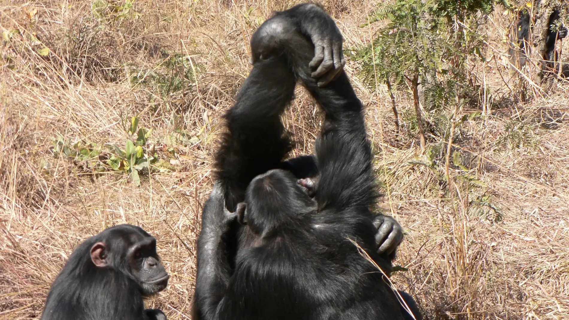 chimpances-acicalamiento