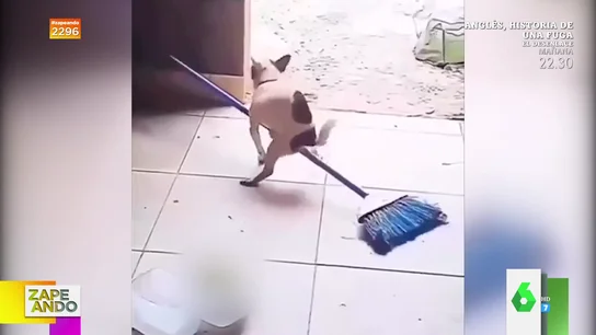 El surrealista viral de un perro manteniendo relaciones sexuales con una escoba El surrealista viral de un perro manteniendo relaciones sexuales con una escoba