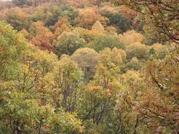 bosque-mixto bosque-mixto