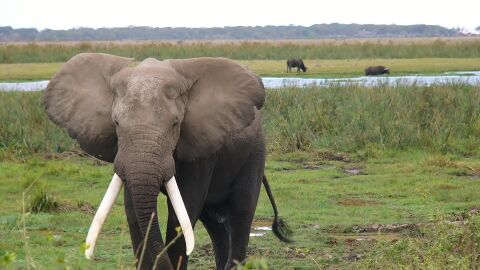 Elefante