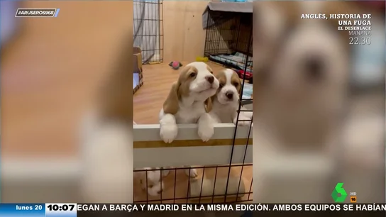 Una pareja que no quería tener cachorritos adopta a una perra que no sabían que estaba embarazada Una pareja que no quería tener cachorritos adopta a una perra que no sabían que estaba embarazada