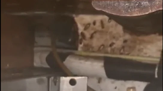 El dueño del bar de Alicante que se ha hecho viral por sus cucarachas: "El día en el que fumigan, los bichitos están alterados" El dueño del bar de Alicante que se ha hecho viral por sus cucarachas: "El día en el que fumigan, los bichitos están alterados"